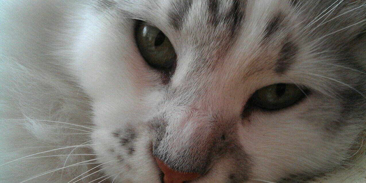 Ebru Menteş 🇹🇷 banner