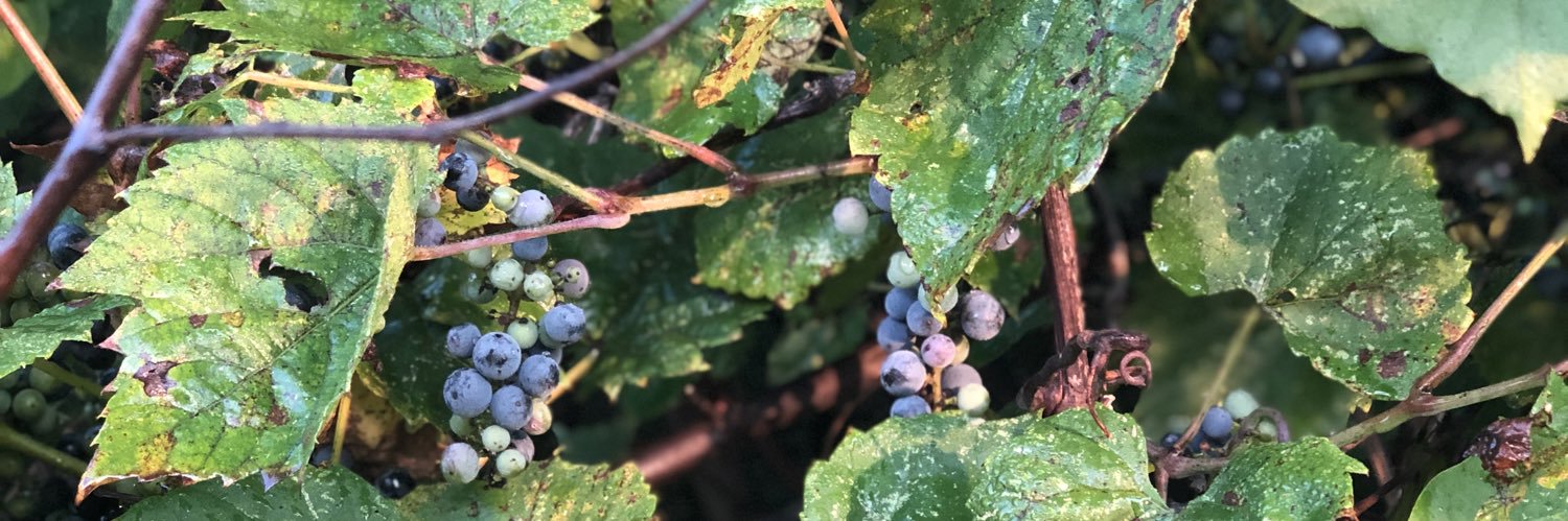 MichelleBSingin's profile banner image