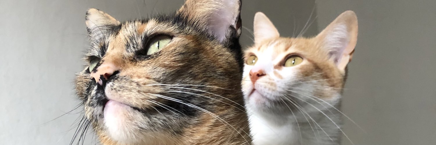 florlamberto's profile banner image