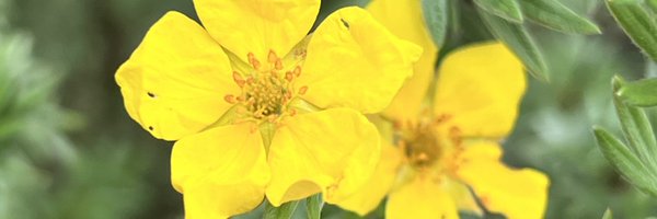 mareescatharsis Profile Banner