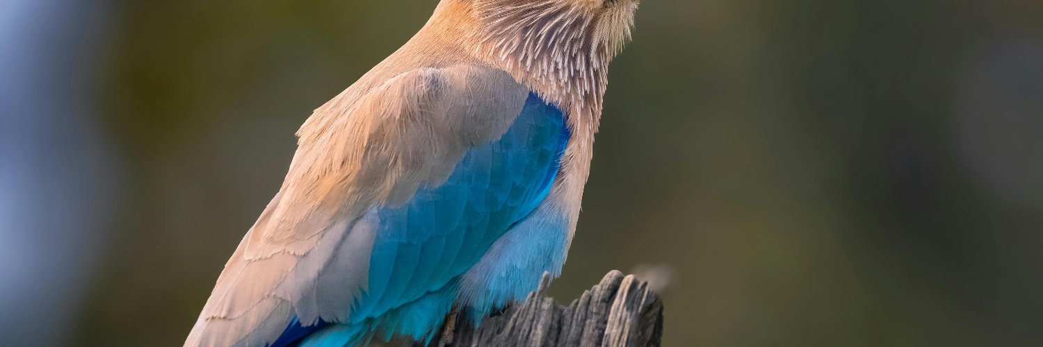 Alvepike's profile banner image