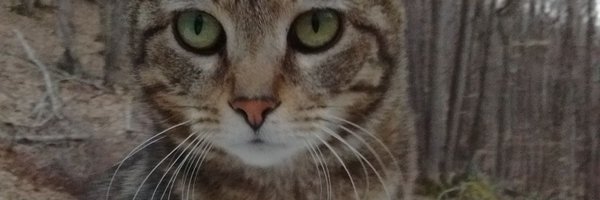 WVBAK47 Profile Banner