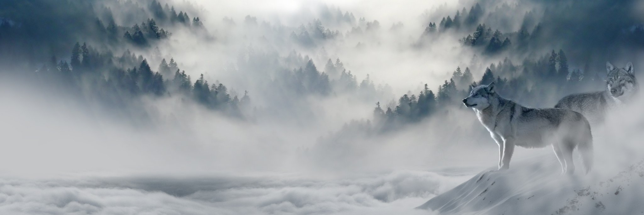 Bradar 🅁🅅🄽 𓄿 banner