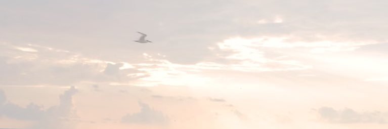Hailey_Kittle's profile banner image
