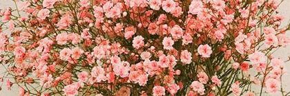 miramaisrh's profile banner image