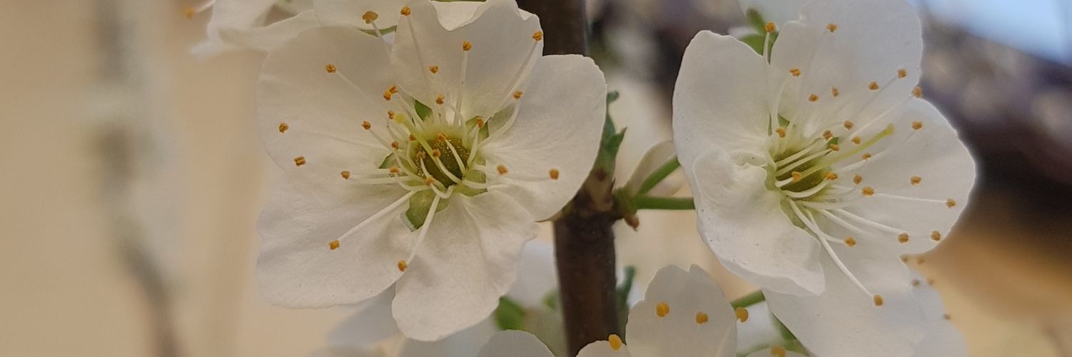 aaskhat74's profile banner image
