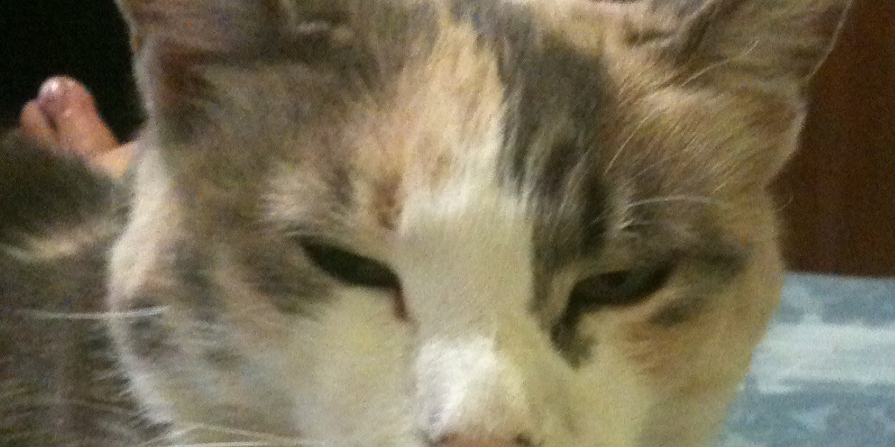 Kittymex's profile banner image