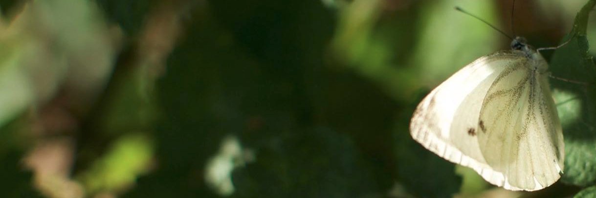 Bedartha Goswami banner