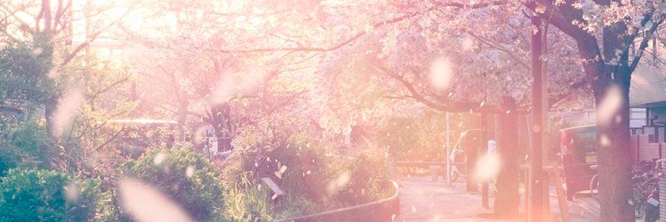 sfcdaikick's profile banner image