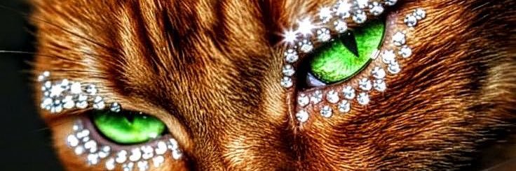 Molyy06's profile banner image