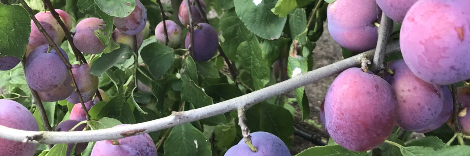 Gerard van Dijk banner