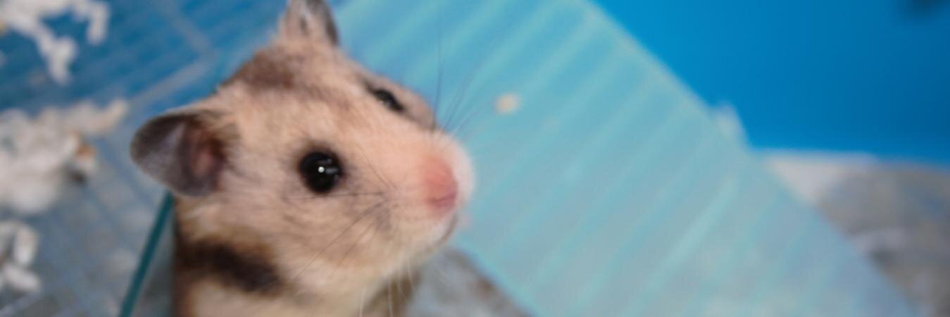 Mandem_Hamster's profile banner image