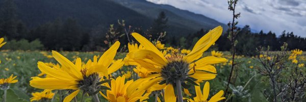 sdicksonhoyle Profile Banner