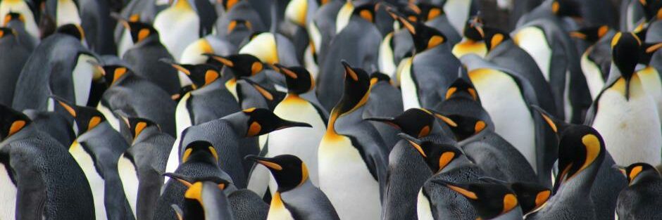 Daniel Bayley banner