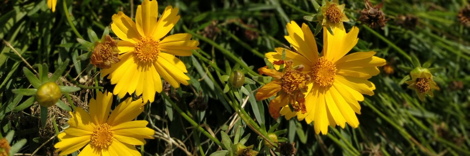 ruumarum's profile banner image