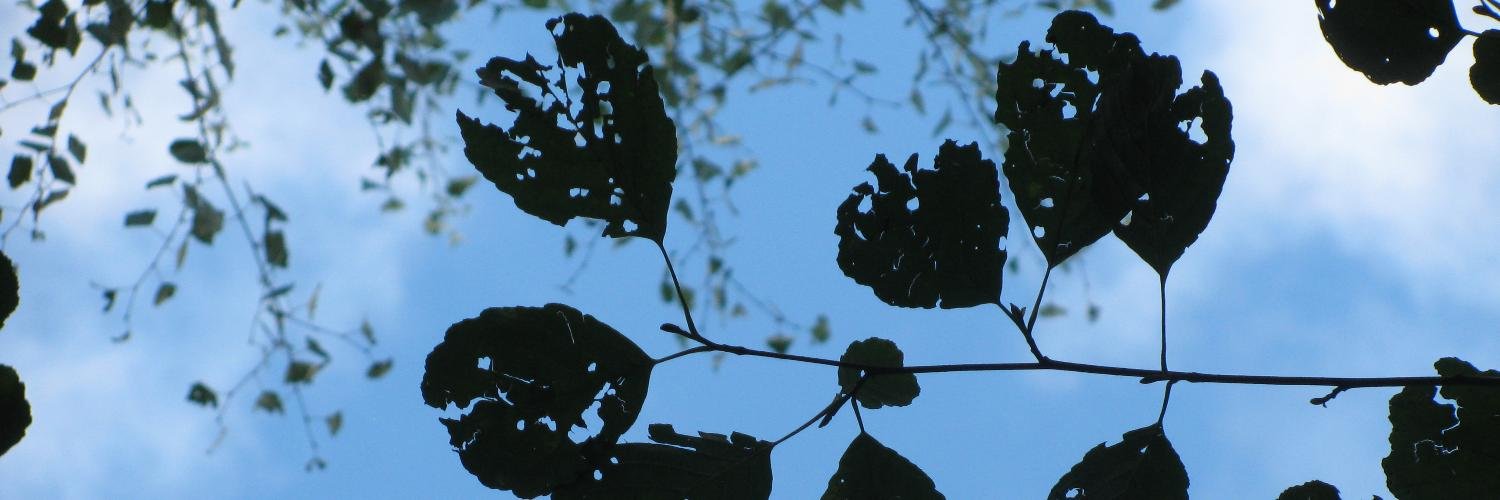 Eva_WM's profile banner image