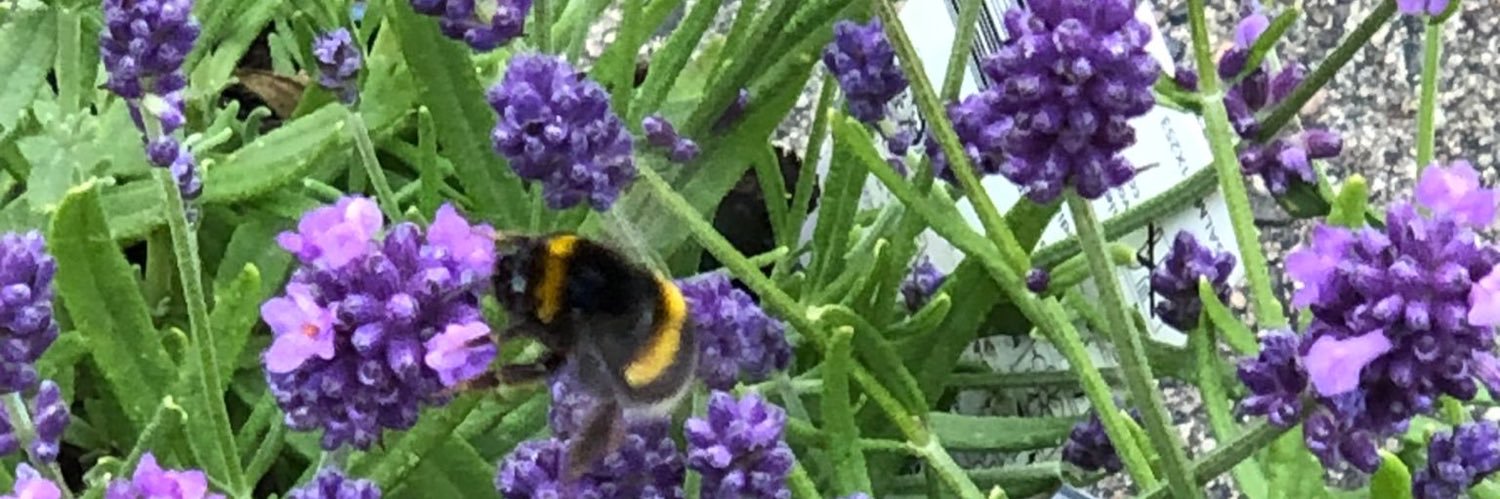 Angelique Beekhuizen banner