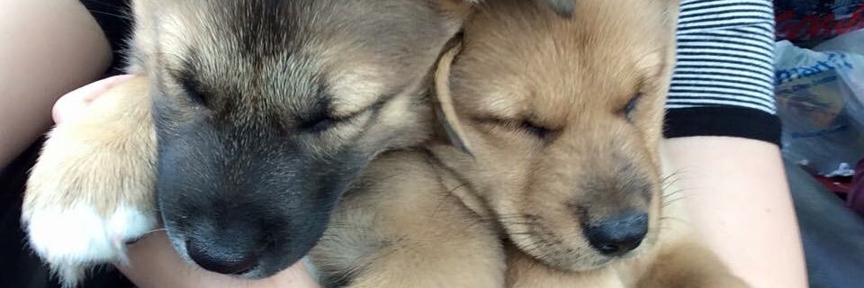 Labitcha's profile banner image