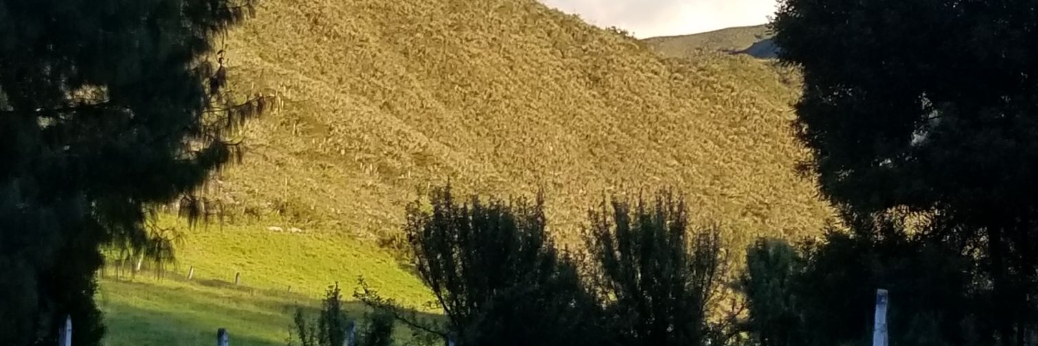 GuillermoMerch1's profile banner image
