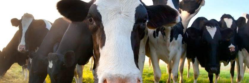 CityCows's profile banner image