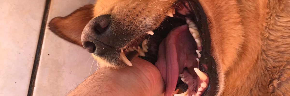 agostinhus's profile banner image