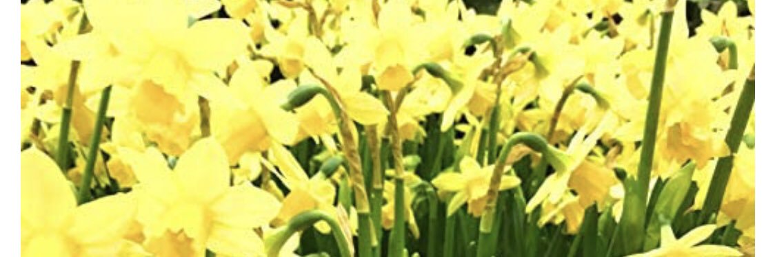 Chrissy B banner