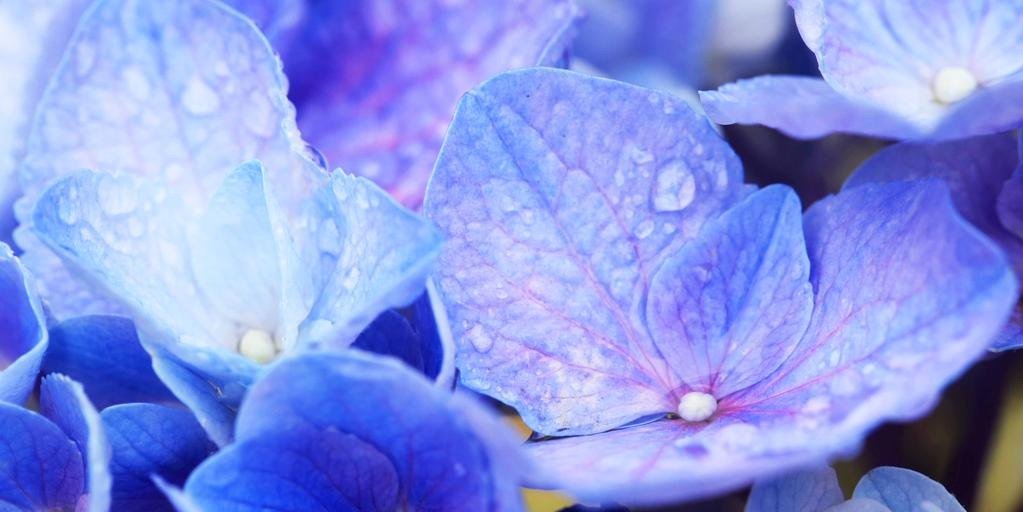 dolce_felice's profile banner image