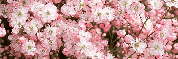 PinkYetiCup Profile Banner