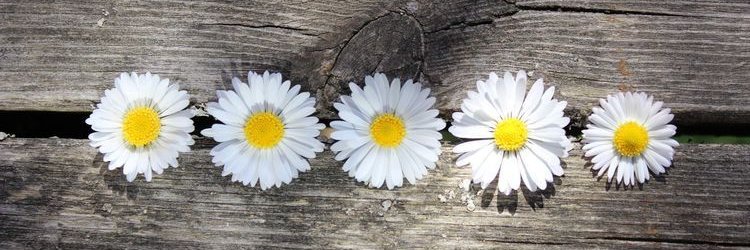 anitam05_'s profile banner image
