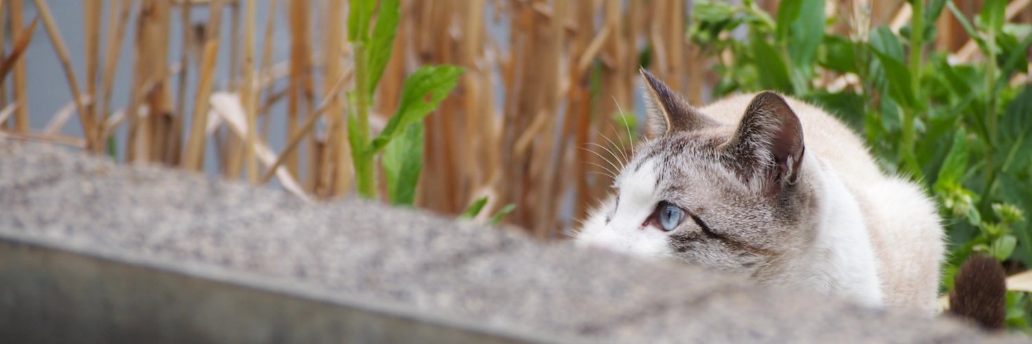 torii_m's profile banner image