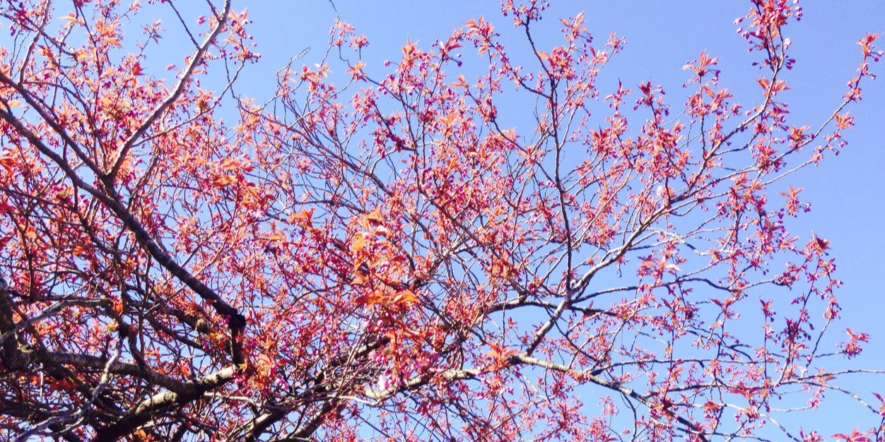 Allan Cartlidge banner