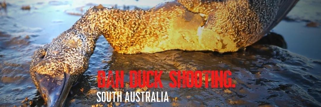 Animal Justice Party - South Australia banner