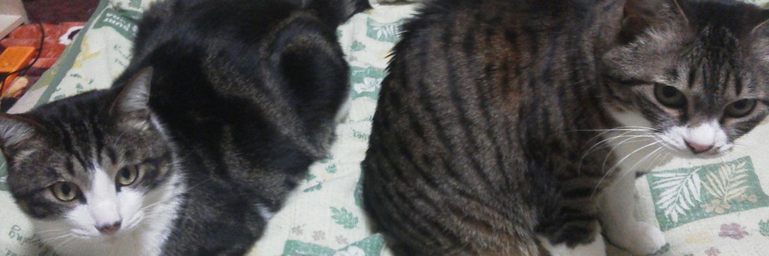 ptChibabababa's profile banner image