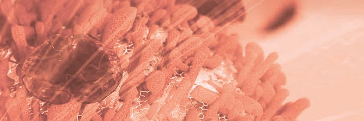 Sima Lev - Professor at Weizmann Institute banner