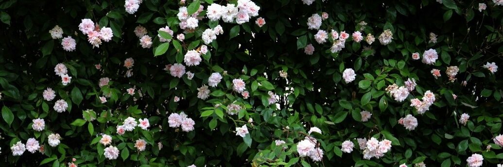 Jess Devonport banner