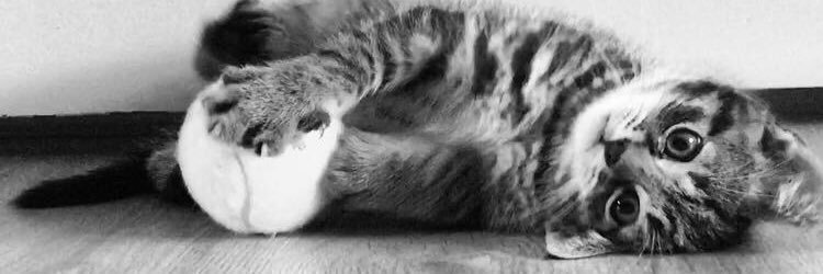 annemijnalice's profile banner image