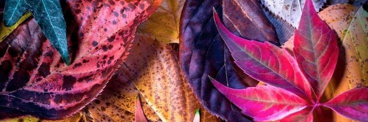 Lizzy/❤️🌹's banner
