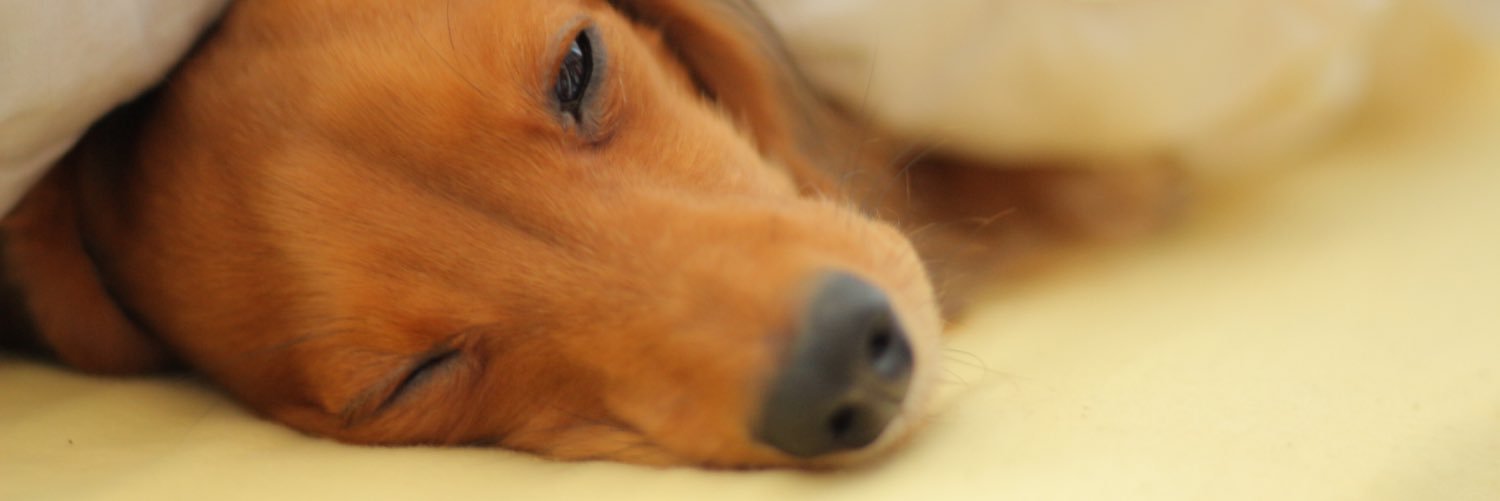 dnm2822's profile banner image