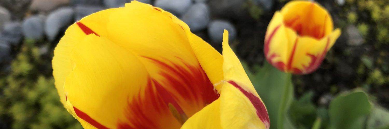 dicoke's profile banner image