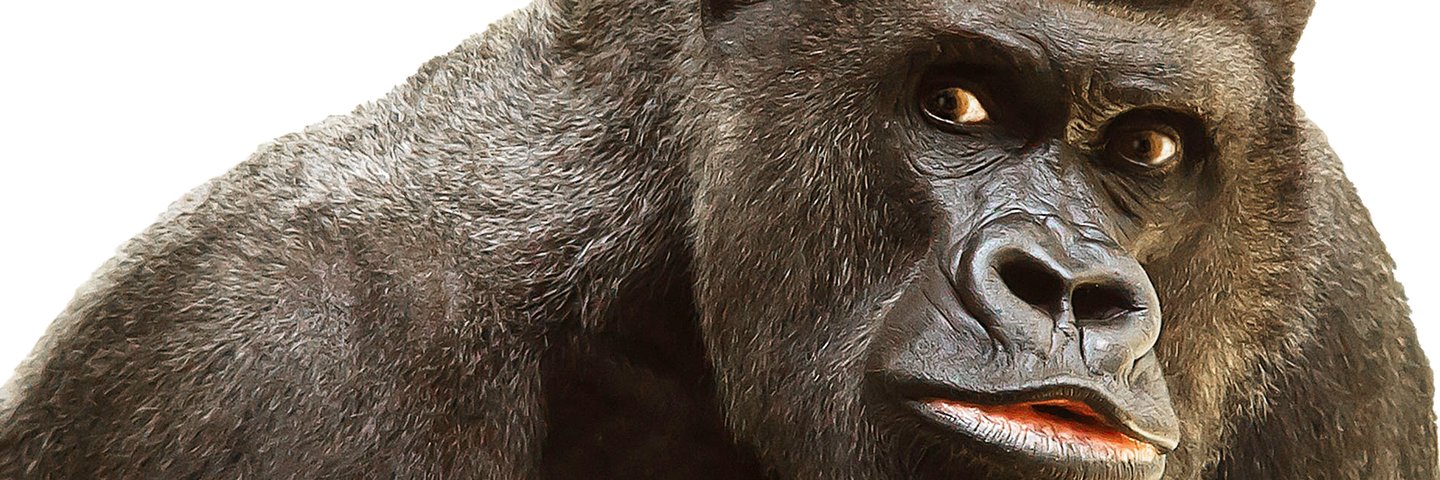 Pullastru's profile banner image
