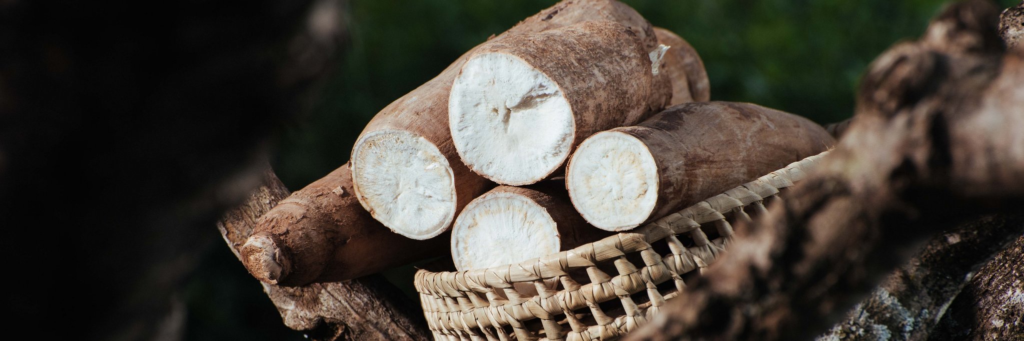 VIRCA Plus Cassava banner