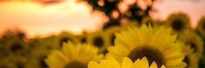 Mandi_Jones1996's profile banner image