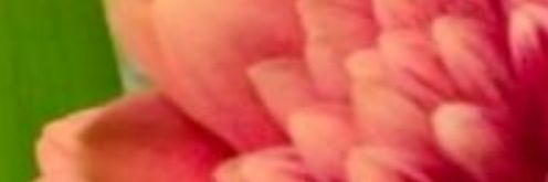 sil banner