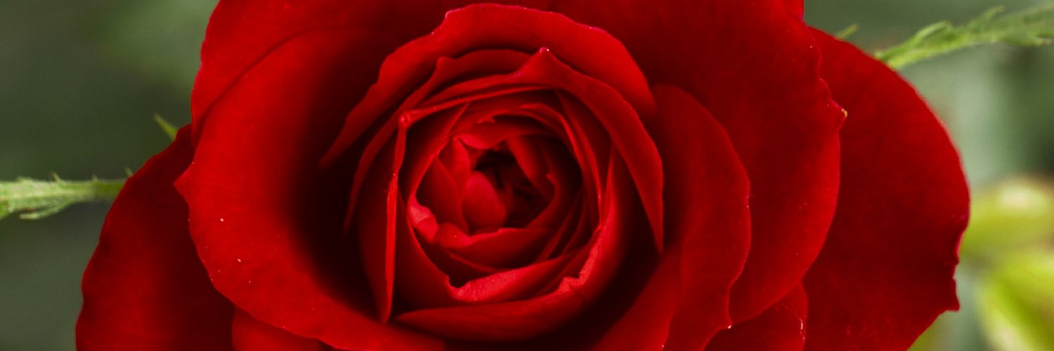 Jimbradywrites banner