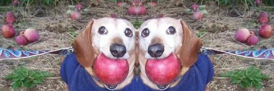 Agemtepig banner