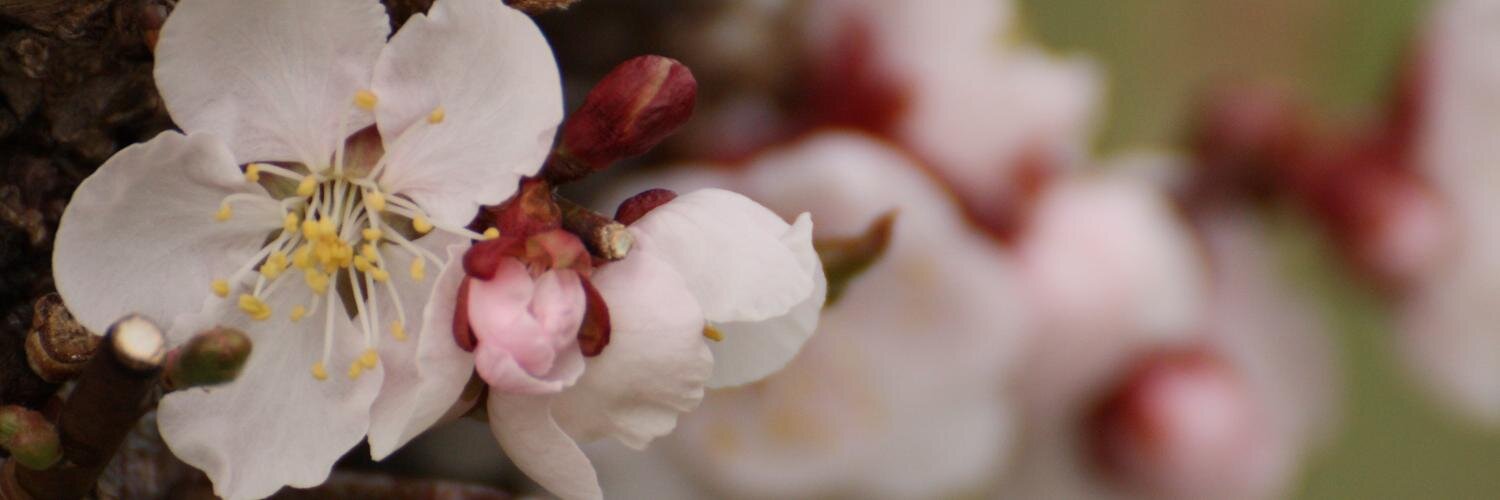 iyoupapa's profile banner image