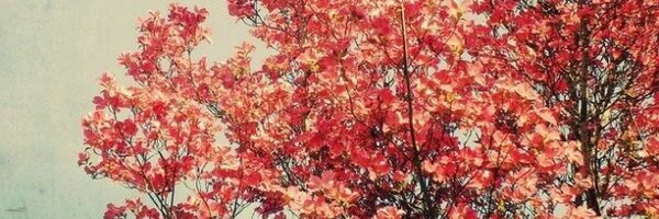 Victoria_Random Profile Banner