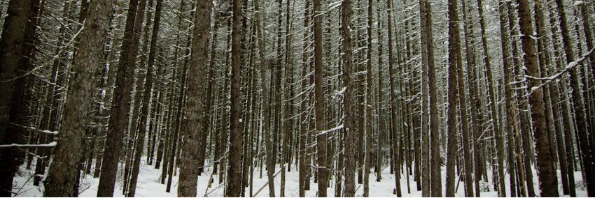 AMP Creative Media banner