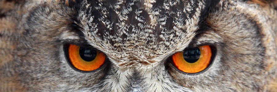 Truth Owl banner