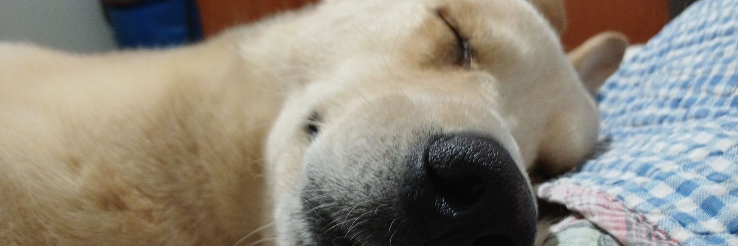 27xseeele's profile banner image